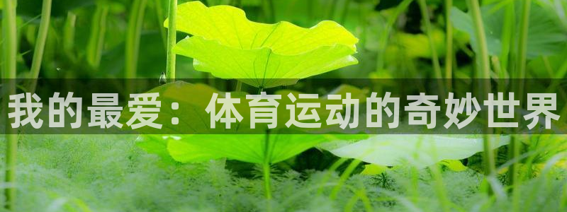 3377体育官方正版app新能源