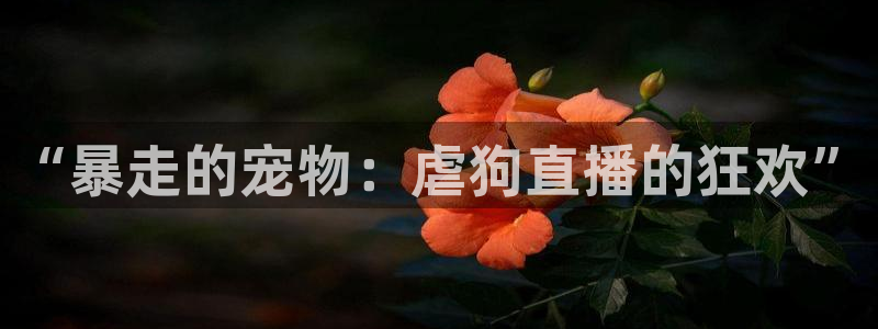 乐球高清直播免费观看